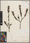 Foto von Salix caprea L. x Salix eleagnos Scop.
